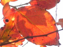 08_1130_natuhaze.jpg