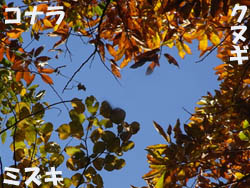 08_1204_zokibayasi2.jpg