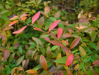 08_1205_yukiyanagi2.jpg