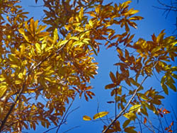 08_1206_kunugi1.jpg