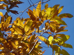 08_1206_kunugi3.jpg