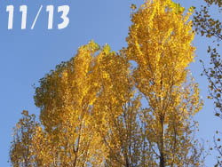 08_1208_poplar1.jpg