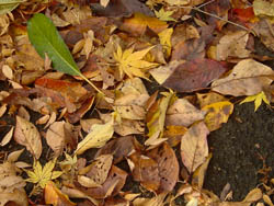 08_1210_kaede3.jpg