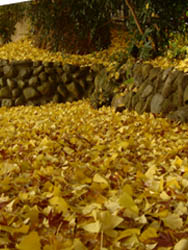 08_1212_icho1.jpg