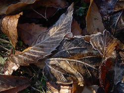 08_1216_frost01.jpg