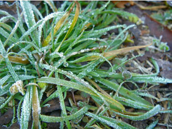 08_1216_frost03.jpg