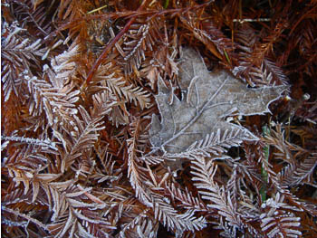 08_1216_frost06.jpg