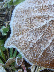 08_1217_h_mokuren1.jpg