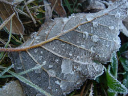 08_1217_hannoki4.jpg