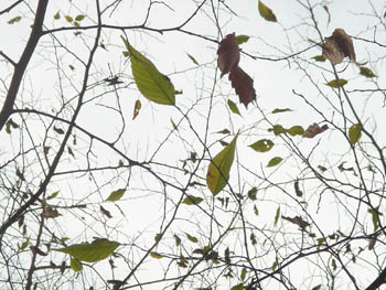 08_1222_mukunoki.jpg
