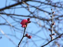 08_1229_ume2.jpg