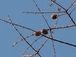 08_1230_metasequoia2.jpg