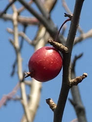 08_1231_himeringo1.jpg