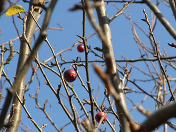 08_1231_himeringo2.jpg