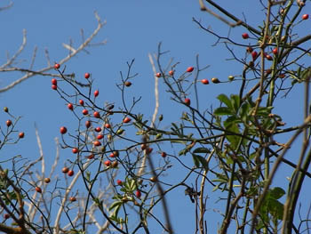 08_1231_noibara1.jpg