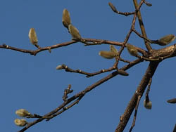 09_0105_kobusi2.jpg