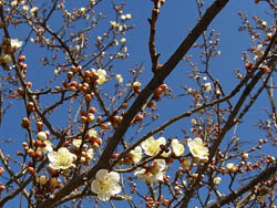 09_0107_ume1.jpg