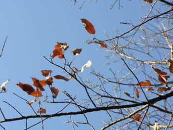 09_0108_kunugi2.jpg