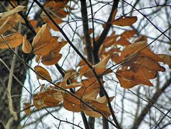 09_0108_yamakobasi1.jpg