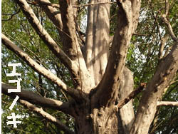 09_0116_egonoki3.jpg