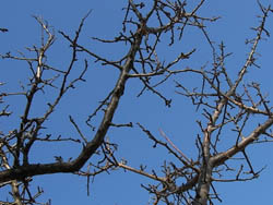 09_0122_anzu1.jpg