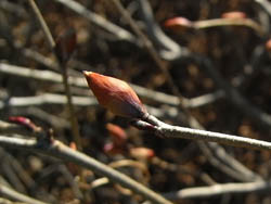 09_0125_tosa_m1.jpg