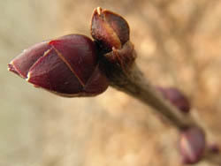 09_0129_lilac08.jpg