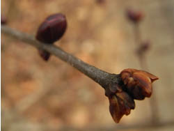 09_0129_lilac10.jpg