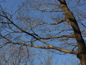 09_0201_eno_muku1.jpg