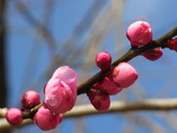 09_0201_ume1.jpg