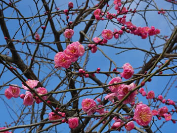 09_0201_ume2.jpg