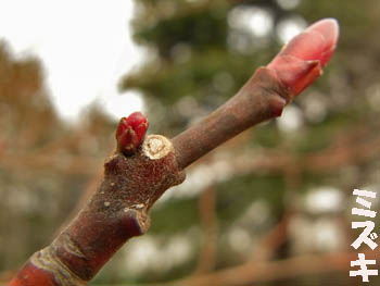 09_0202_mizuki2.jpg