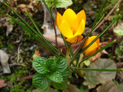 09_0210_crocus1.jpg