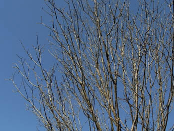 09_0212_aodamo1.jpg