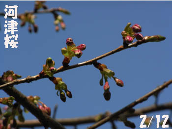 09_0213_kawaduzakura.jpg