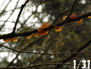 09_0221_tama_kikurage.jpg