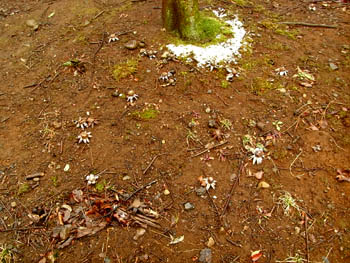 09_0221_tutiguri3.jpg