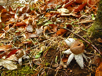 09_0221_tutiguri4.jpg
