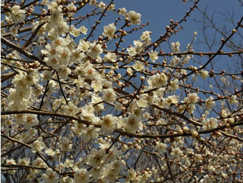 09_0222_hakubai_hitoe2.jpg