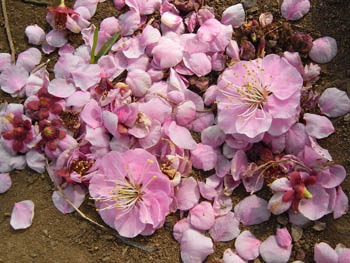 09_0222_usubeni_yae2.jpg