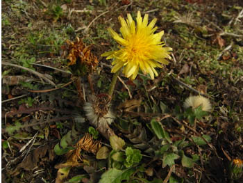 09_0223_tanpopo1.jpg