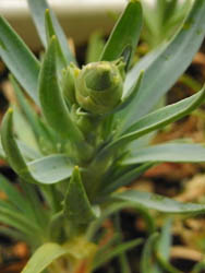 09_0224_carnation.jpg
