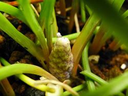 09_0224_muscari.jpg