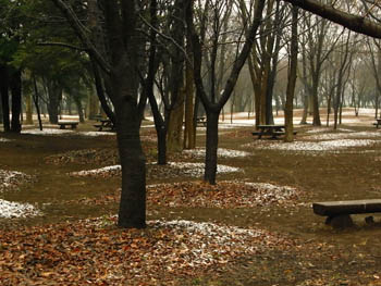 09_0227_forest1.jpg