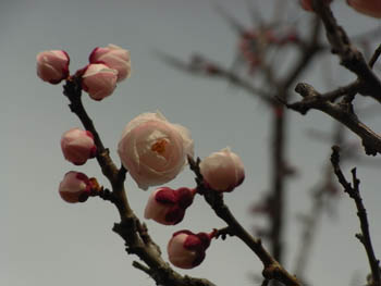 09_0304_bungo_ume1.jpg