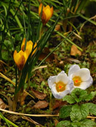 09_0306_crocus1.jpg