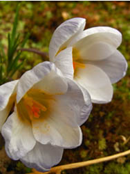 09_0306_crocus2.jpg