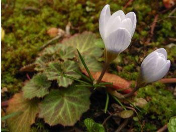 09_0306_crocus3.jpg