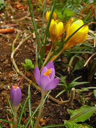 09_0306_crocus5.jpg