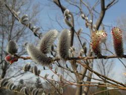 09_0307_nekoyanagi1.jpg